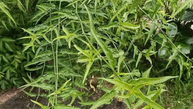 Clinacanthus nutans .It is known by the common names belalai gajah (Malay),  phaya yo (Thai), Sabah snake grass, ki tajam (Sunda), and dandang gendis  (Jawa). Clinacanthus nutans female is a species o