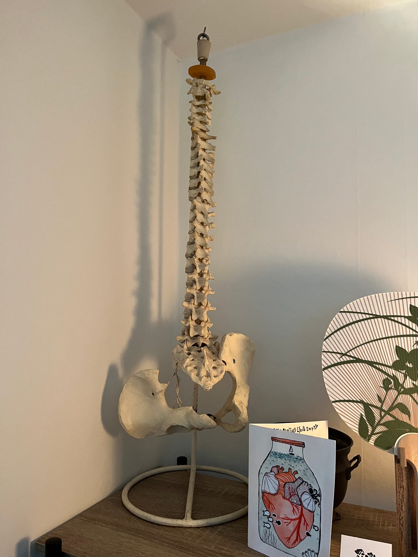 A plaster model of a spine and pelvis sites on a shelf in the corner of a white room. The left side of the pelvis is held on with a loose string. A card of an anatomical heart in a jar with seashells sits beside the model.