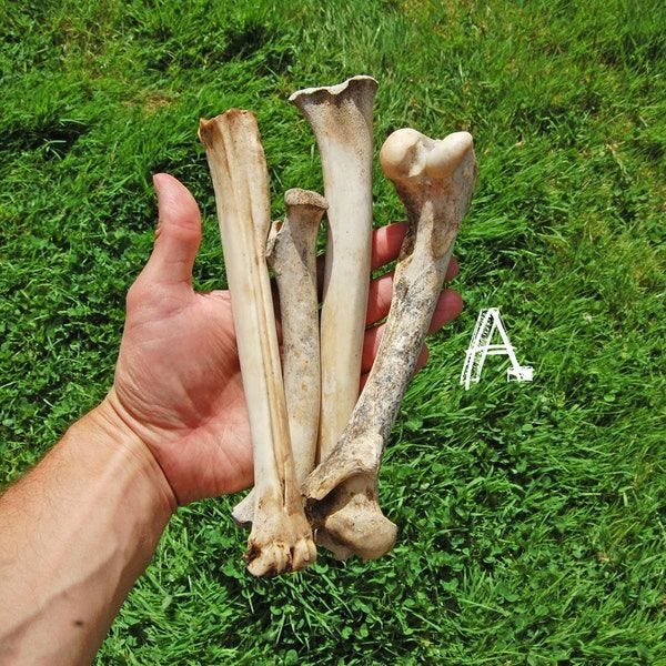 Real Deer Leg Bones, Animal Bones, UK Deer Bones, Leg Bone Mixture