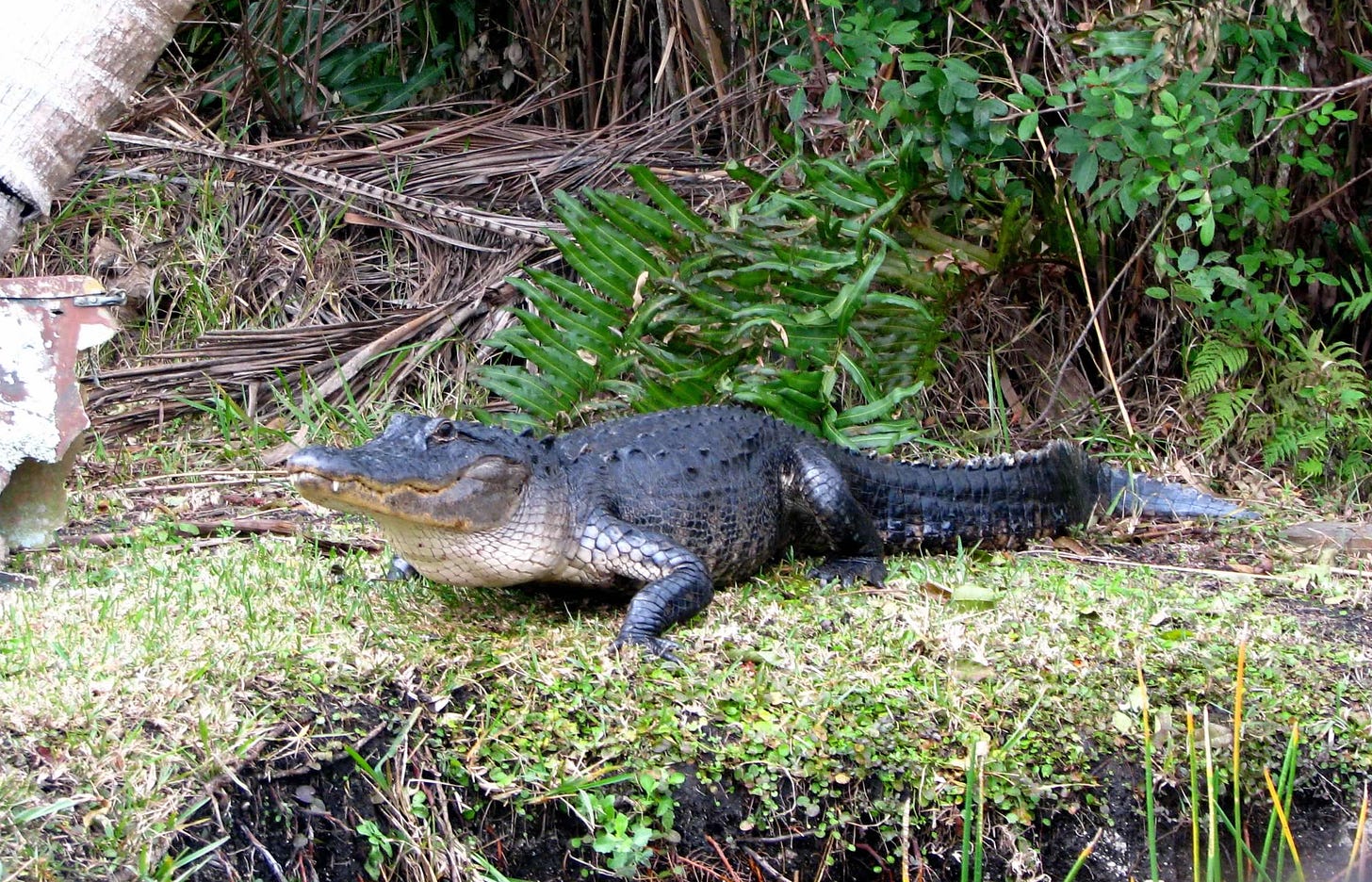 An alligator relaxes on the riverbank in a swamp