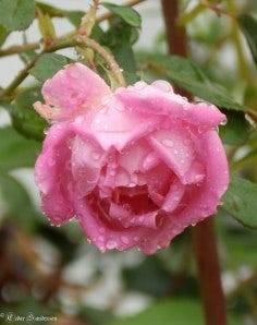 Rose raindrops