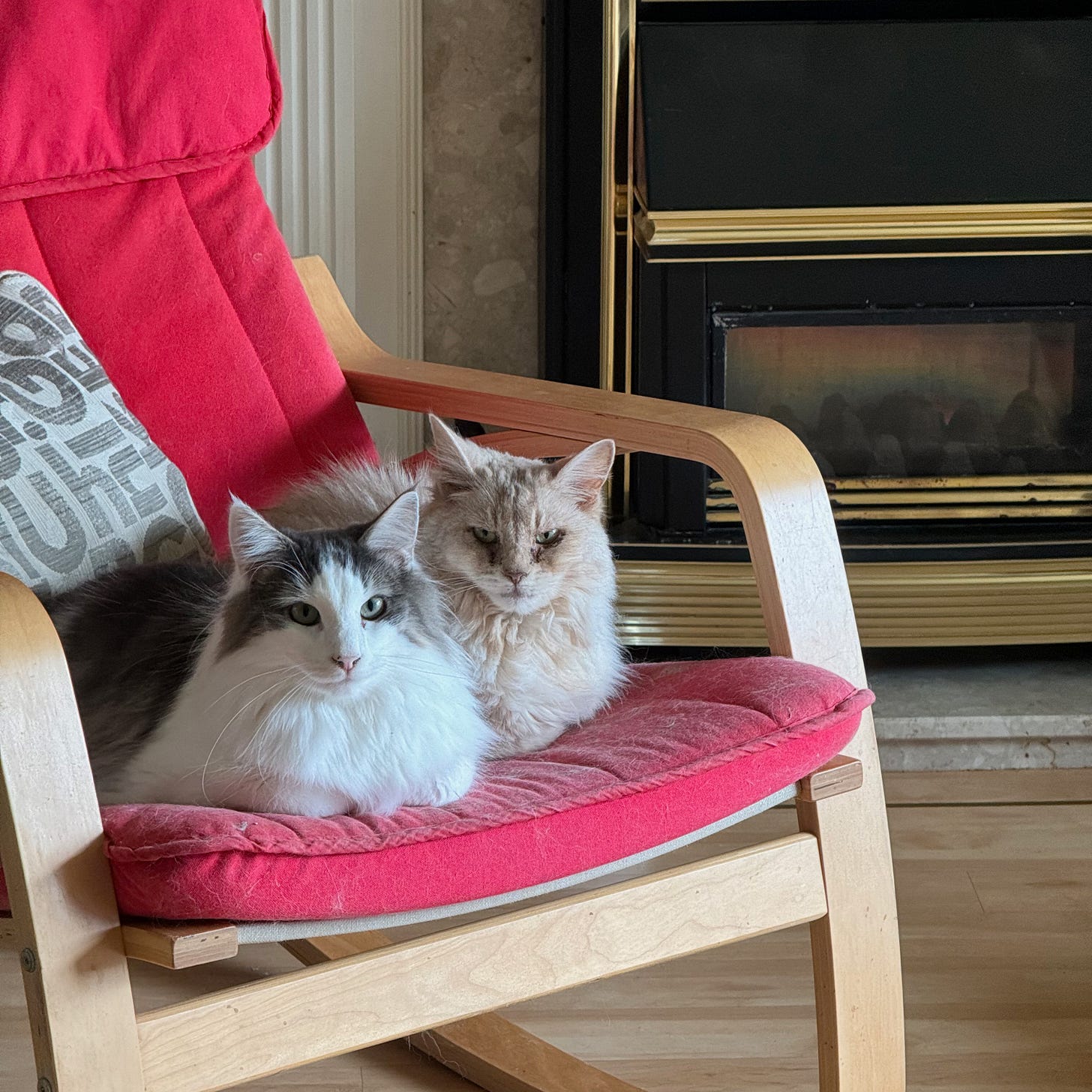 Two cats are loafing together on a red-cushioned rocking chair. The smaller cat is tawny-coloured and looks grumpy, and the larger cat is blue-and-white and looks more friendly. They are both staring at the camera. 