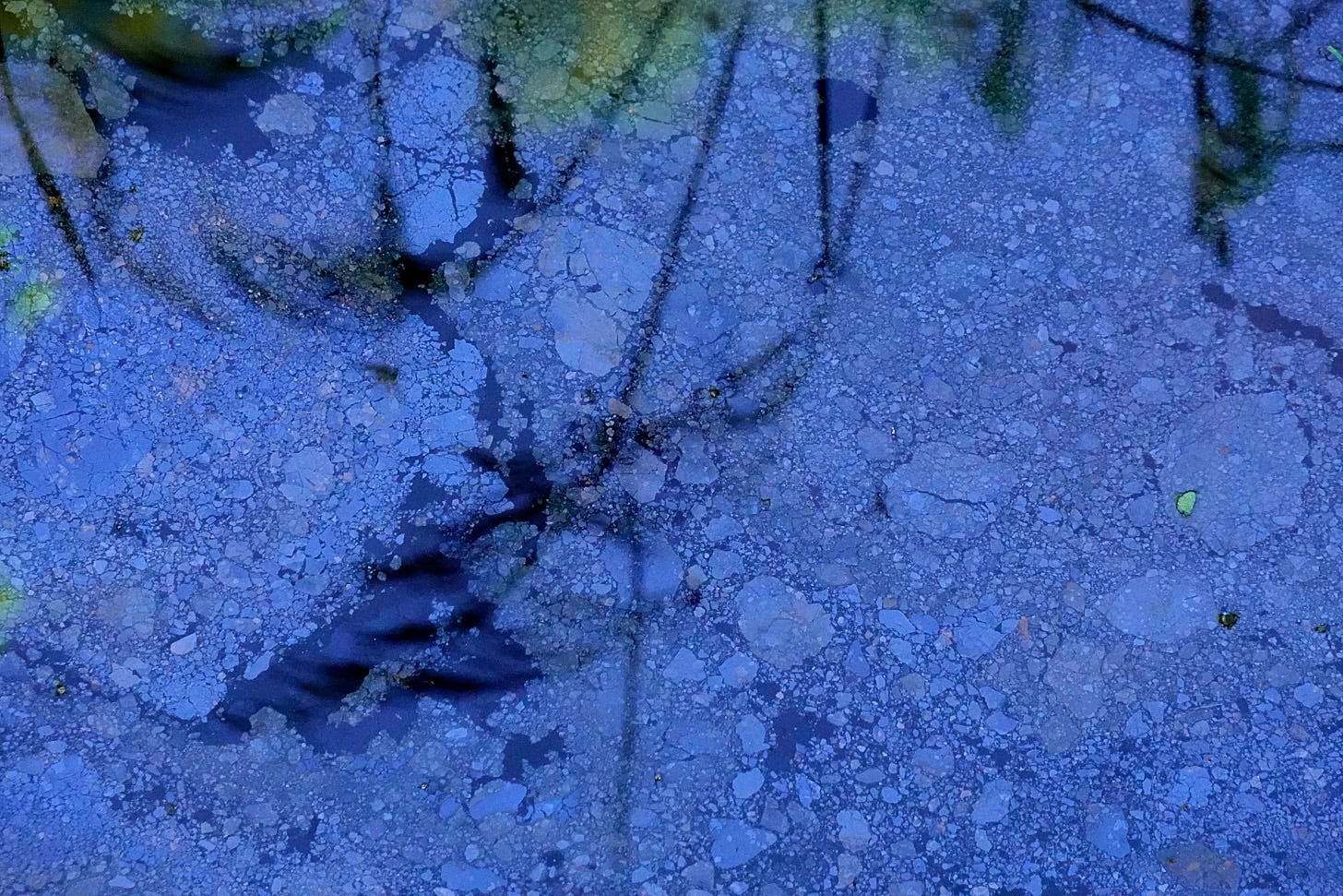 Biofilm coats the surface of the water, reflecting reeds and the deepest of blue skies