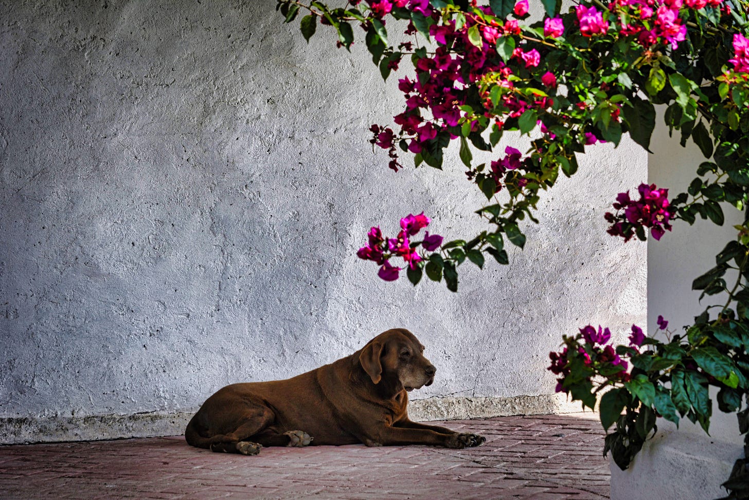A big browen dog lying in the shade of a concrete purch with red bougainvilla off to the right