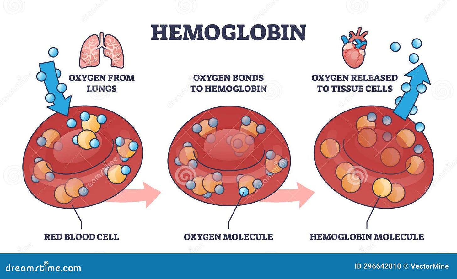 Hemoglobin As Oxygen Gas Transportation Mechanism in Body Outline ...