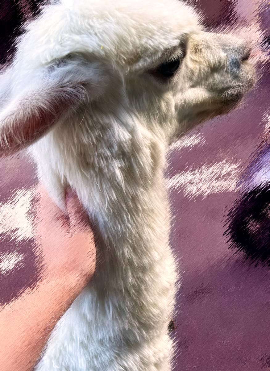 A white alpaca stares away from the camera while a hand rests on his neck.