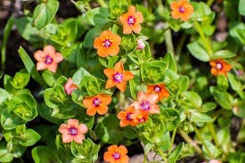 Anagallis arvensis (Scarlet Pimpernel)