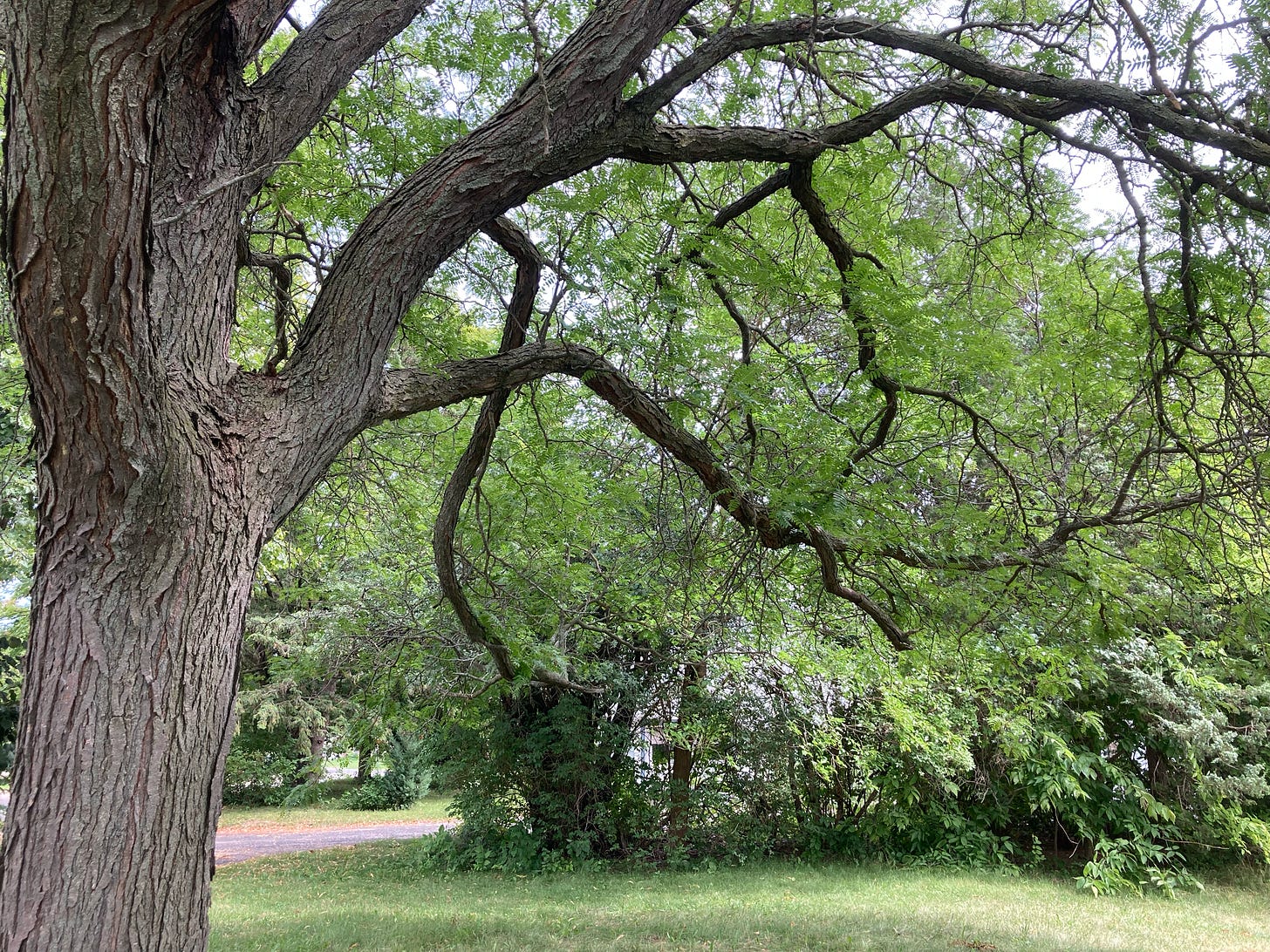 A photo of part of a honeylocust, with the trunk on the left in the foreground, and branches receding away from the camera toward the right.