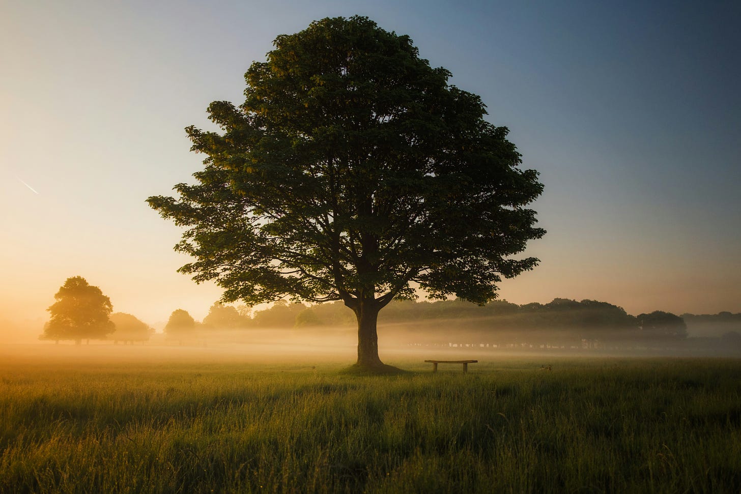 Full-sized deciduous tree in a foggy field with a bench underneath