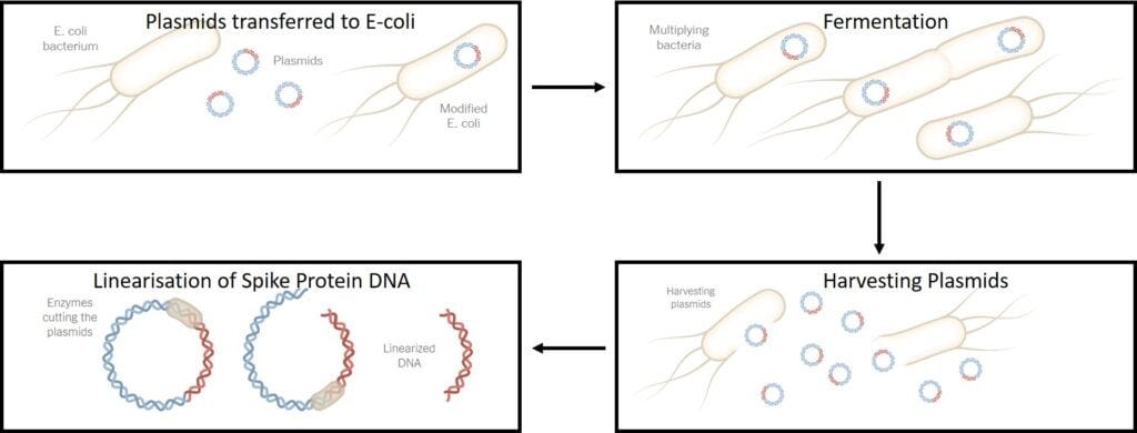 Contaminación de ADN 03 Transferencia a linealización