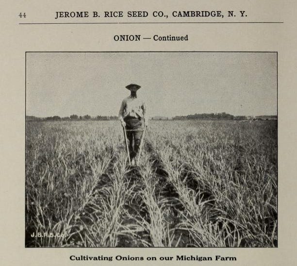 Illustration from 1918 Rice seed catalog