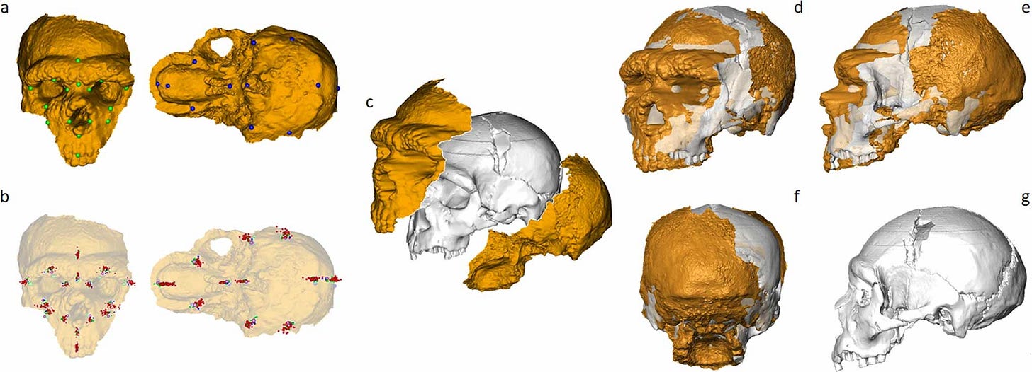 Several images showing the scans of front and back of the Altamura skull with various ways of fitting to the gray Sima de los Huesos 5 model. Several images showing the scans of front and back of the Altamura skull with various ways of fitting to the gray Sima de los Huesos 5 model.