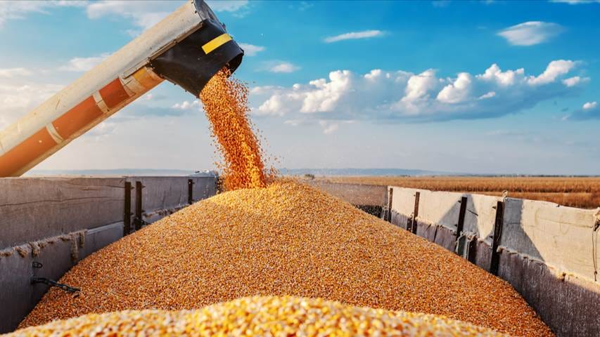 Trade dispute arising over Mexico's plan to block imports of genetically  modified corn - FreightWaves