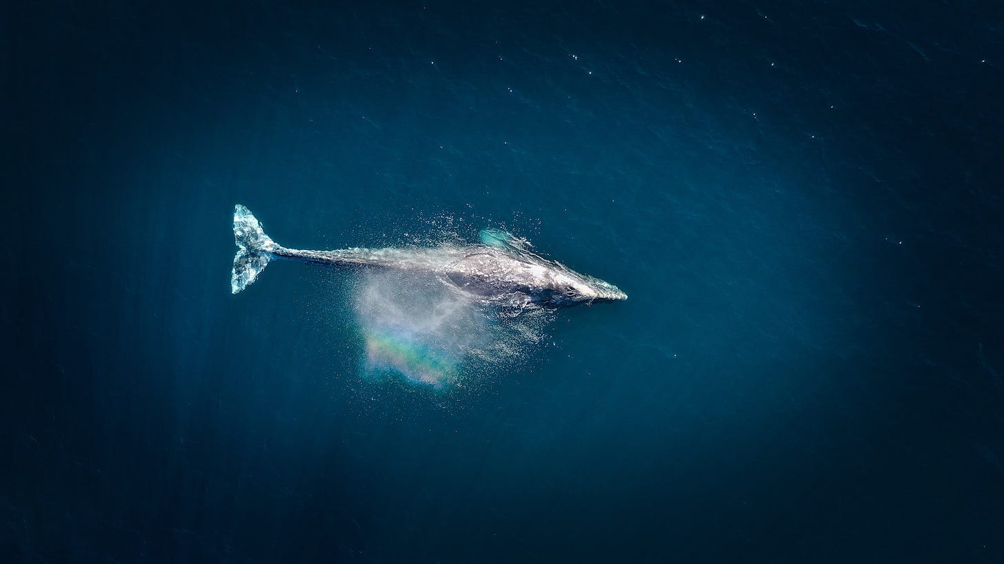 A whale is seen at the surface of the ocean from above. The splash from its spout has made a small rainbow.