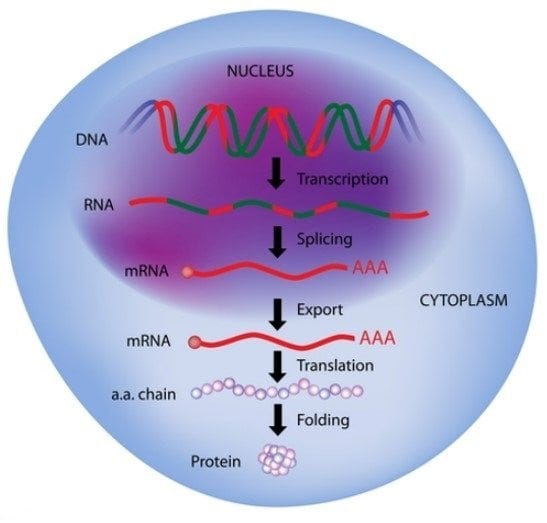 Traducción de transcripción de contaminación de ADN