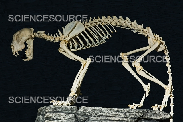 Snow Leopard Skeleton | Stock Image - Science Source Images