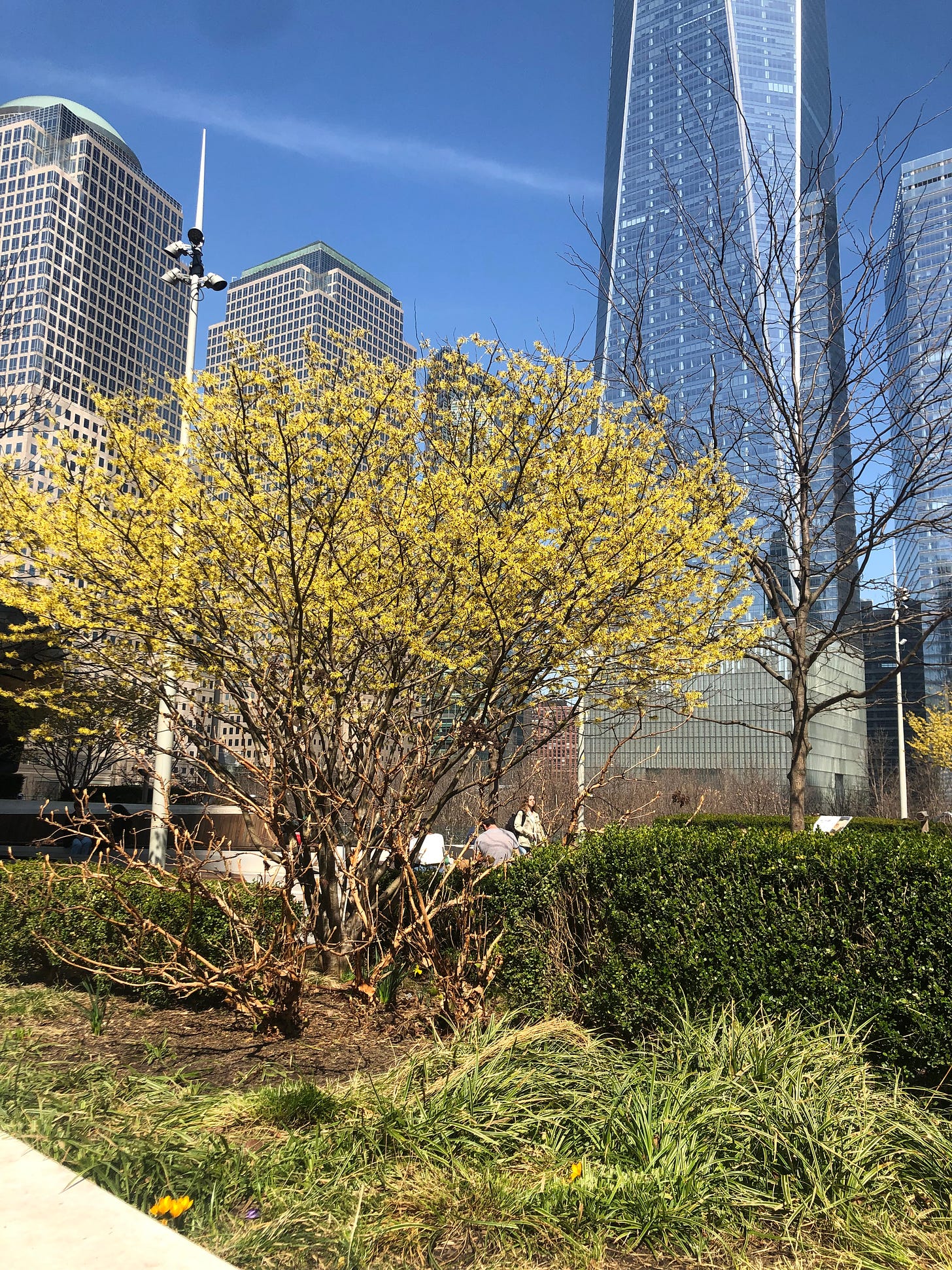 NYCgreenspaces, witch hazel, shrubs that flower in late winter