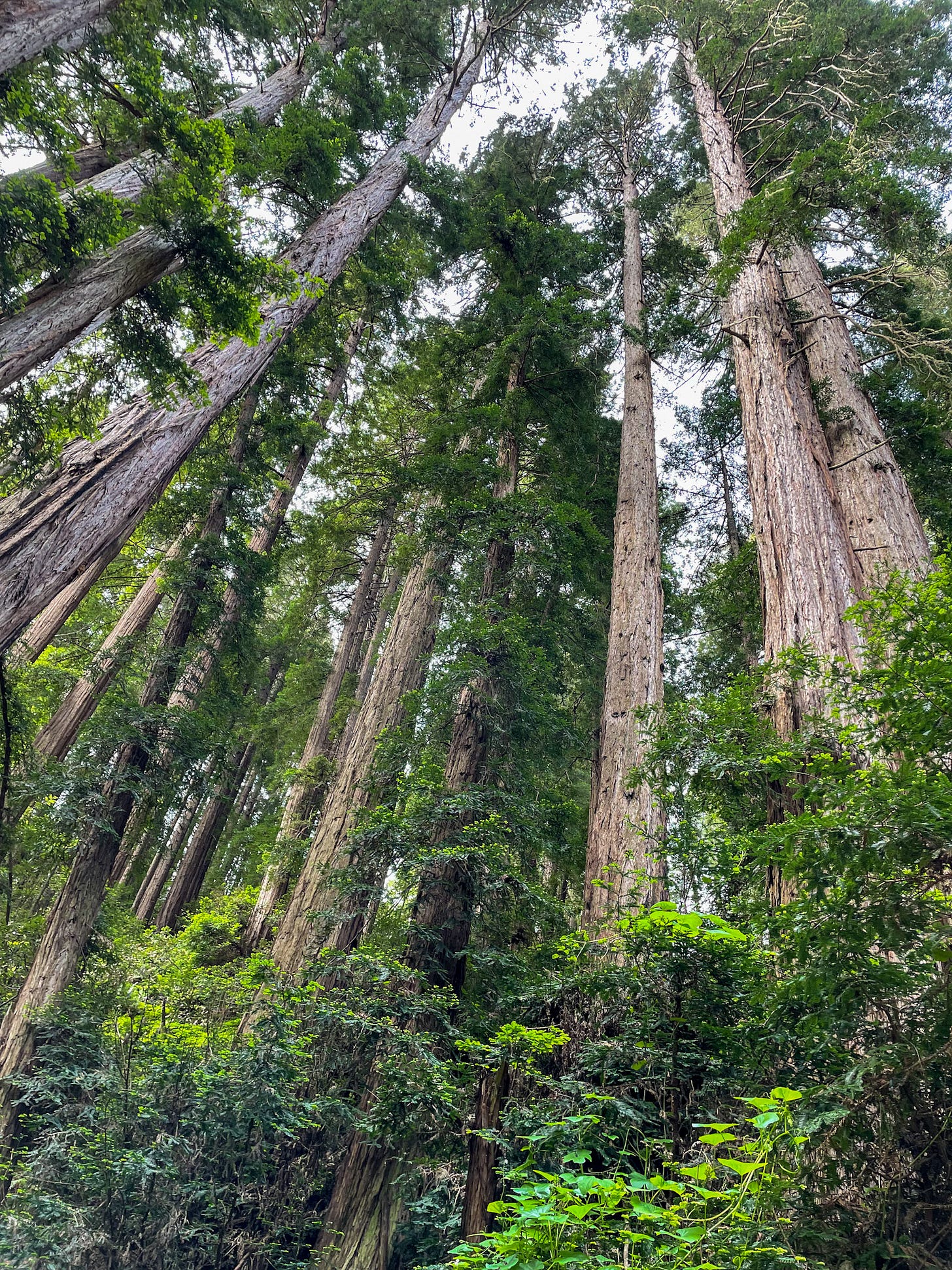 the Muir Woods 