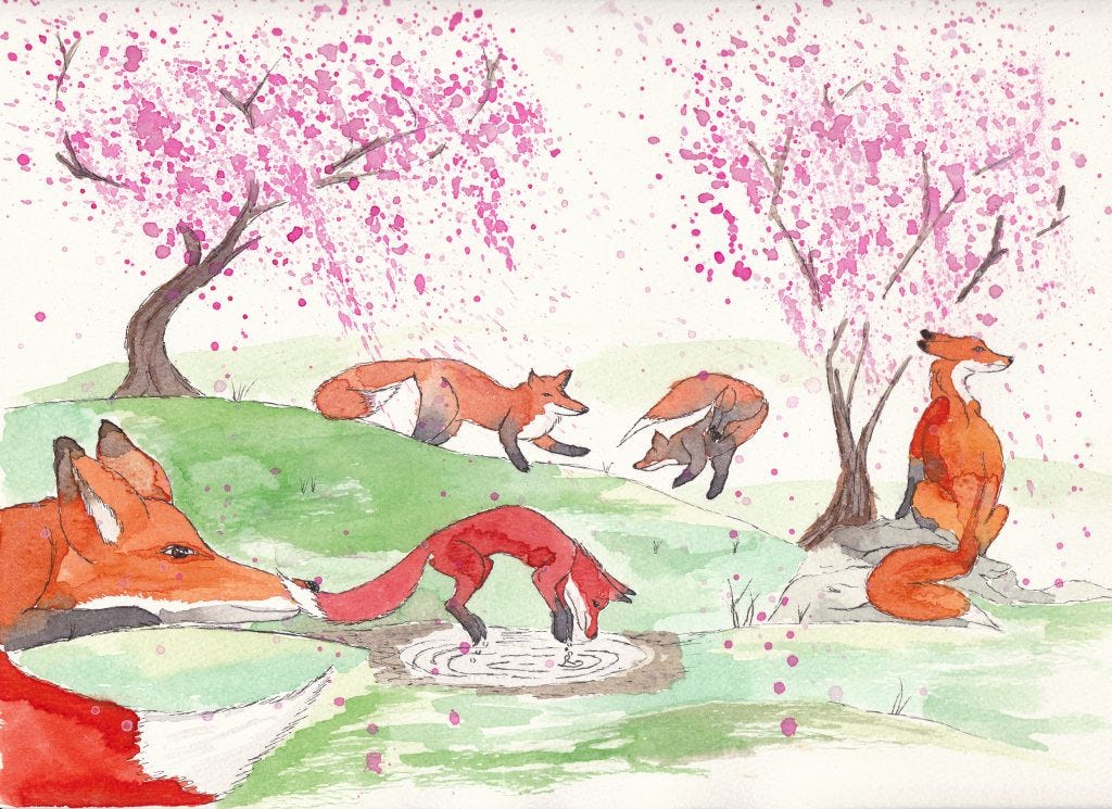 foxes in spring