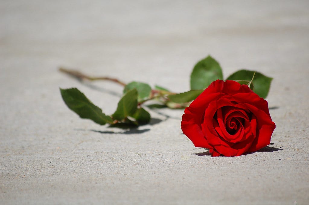 Lone Rose | lonely rose :( This photo is part of my Define M… | Flickr