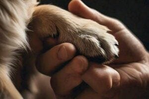 A close-up photograph of a person's hand holding a dog's paw, with a blurred background.