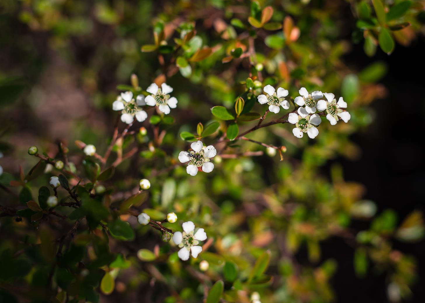 Australian native garden