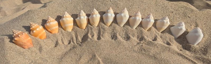 A selection of a dozen conch shells, arranged from youngest to oldest, to show the graduating scale of color and crisp edges.