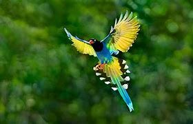 Image result for birds beautiful flying