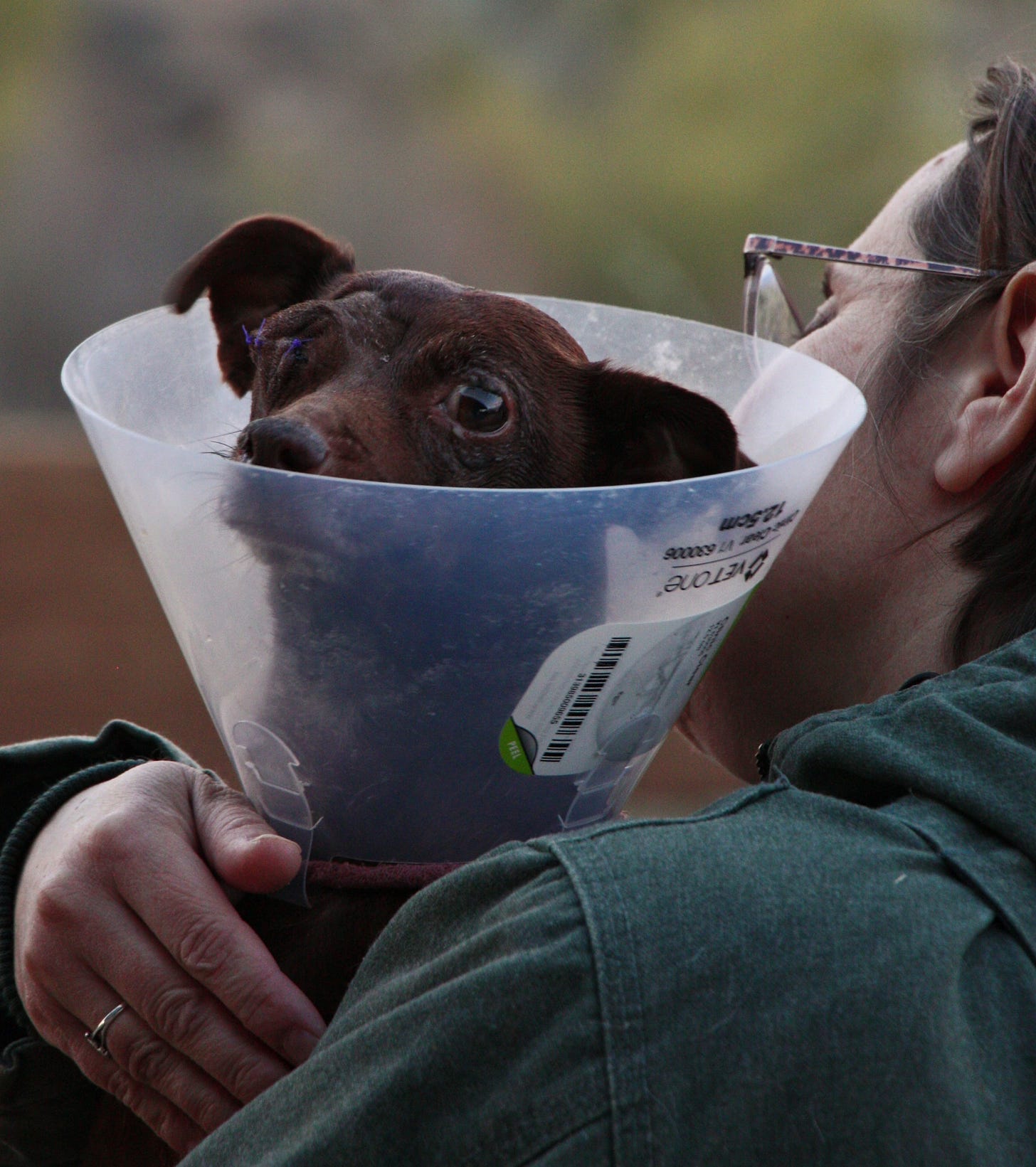 a recently rescued small, chocolate-colored dog looks out from a large protective cone. 