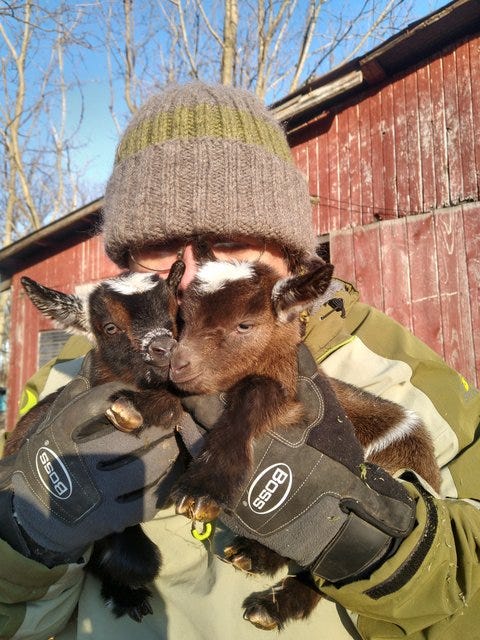 hugging baby goats