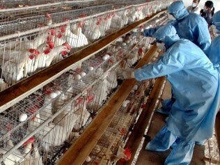Veterinarians check chicken at a poultry farm in Navapur, in Maharashtra, 19 Feb 2006. as thousands of chickens in western India were slaughtered a day after the country reported its first outbreak of bird flu : AP PicAjit/Solanki - avian influenza medical diseases viral infections Veterinarians check chicken at a poultry farm in Navapur, in Maharashtra, 19 Feb 2006. as thousands of chickens in western India were slaughtered a day after the country reported its first outbreak of bird flu : AP PicAjit/Solanki - avian influenza medical diseases viral infections