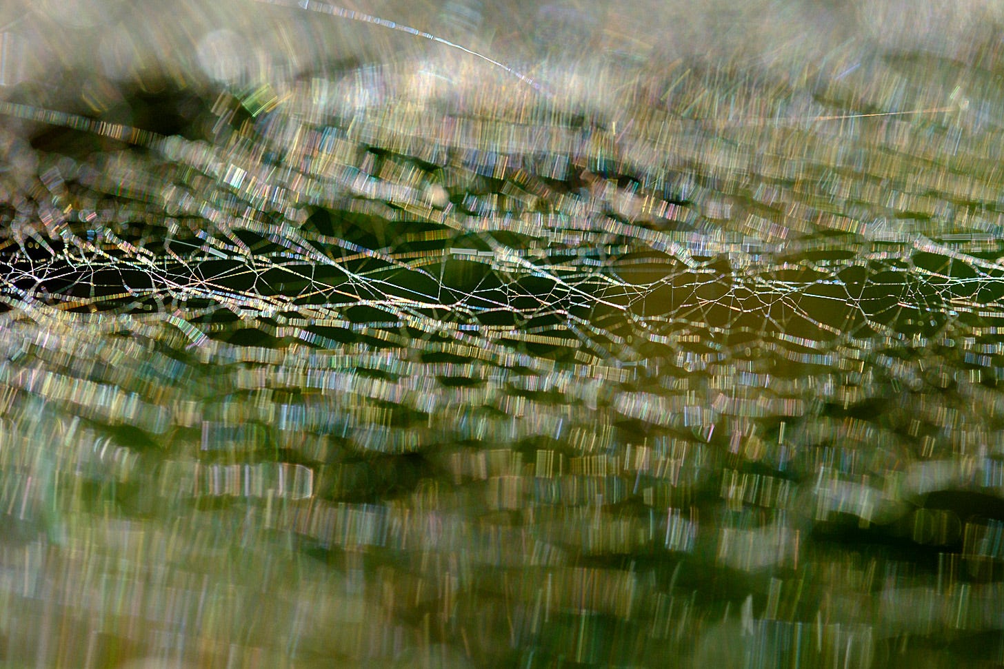 Silk strands glisten in the sunlight - a sheet weaver spider has been at work on the moss