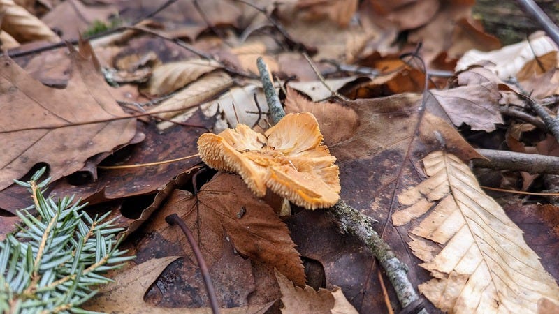 A hedgehog mushroom growing among dead leaves on the ground