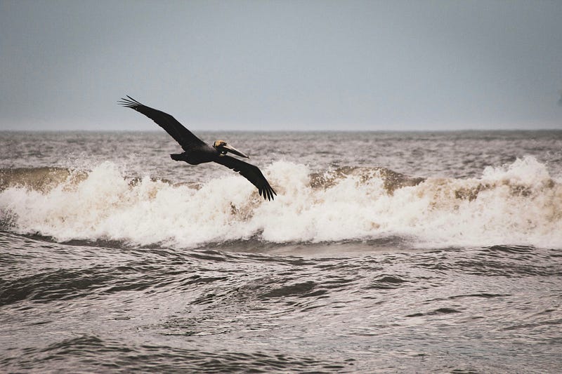 Seabird flying over a turbulent ocean