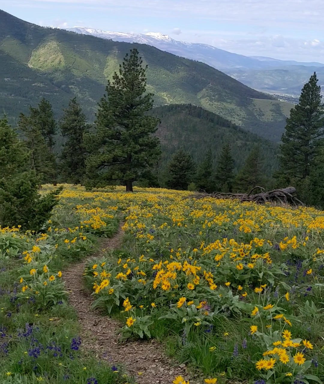 A grassy, flowered Montana slope with Ponderosa Pines and other mountains in the distance.