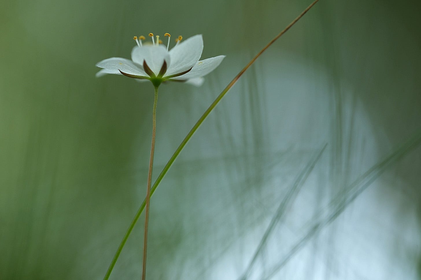 Close up of delicate white arctic starflowers / chickweed wintergreen (Lysimachia europaea)