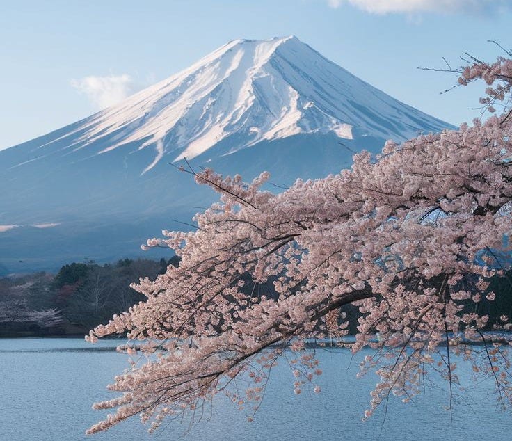 This may contain: a cherry blossom tree next to a body of water with a mountain in the background
