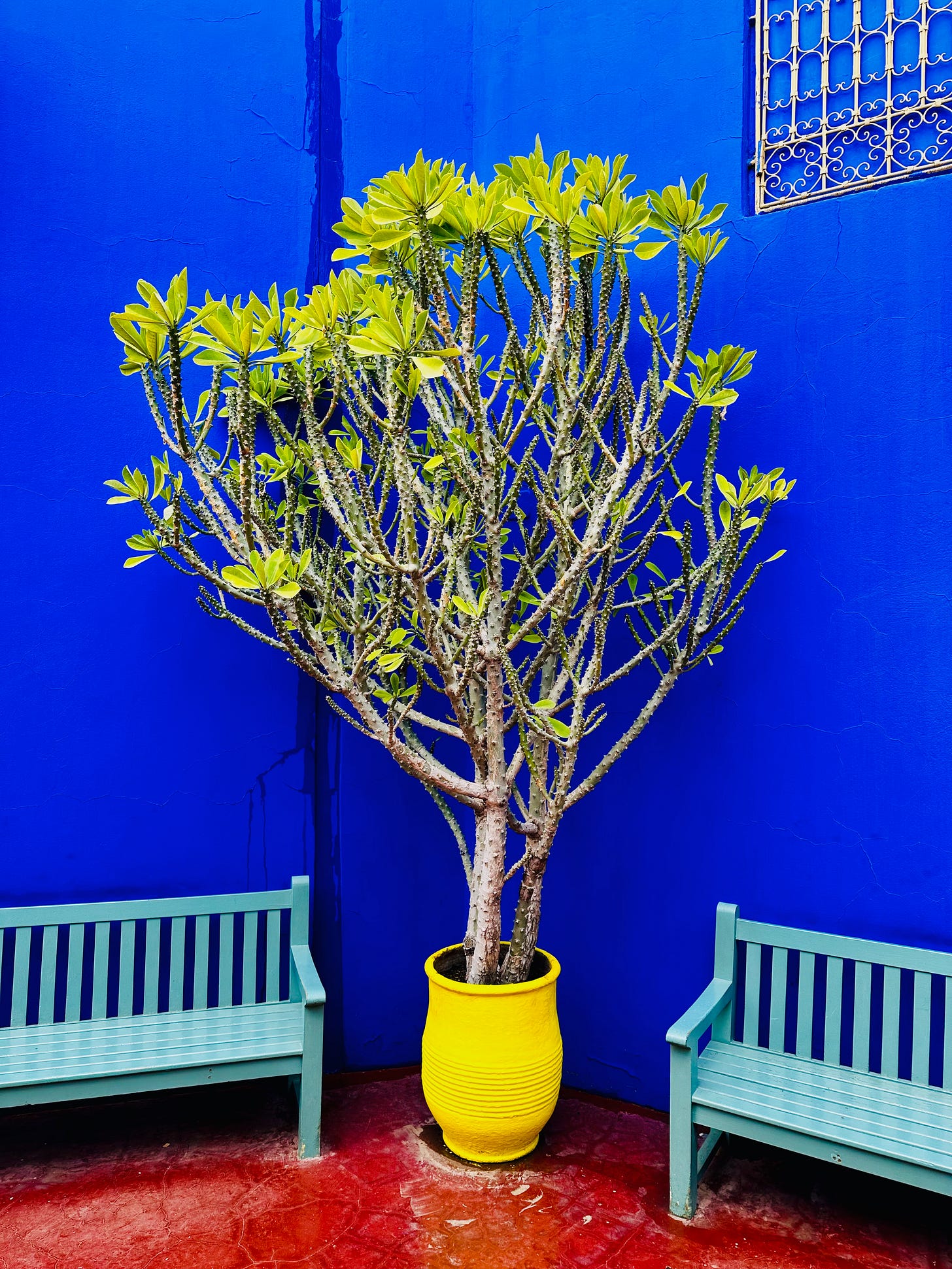 Jardin Majorelle, Marrakesh, Morocco 