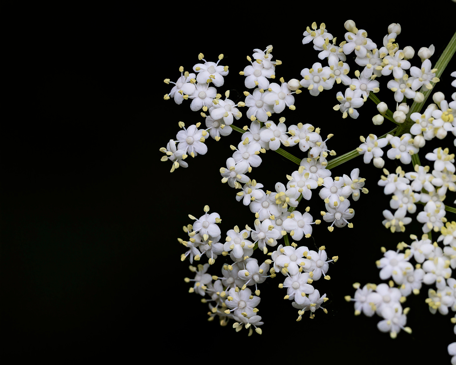 In this image, clusters of bright, white elderberry flowers are against a black background.