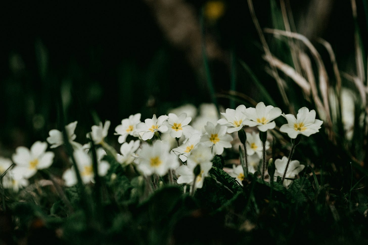 A close-up of wild pale yellow primroses nestled amongst grass with shadows in the background and foreground
