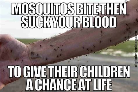 20 Funny Mosquito Memes For Bite Victims