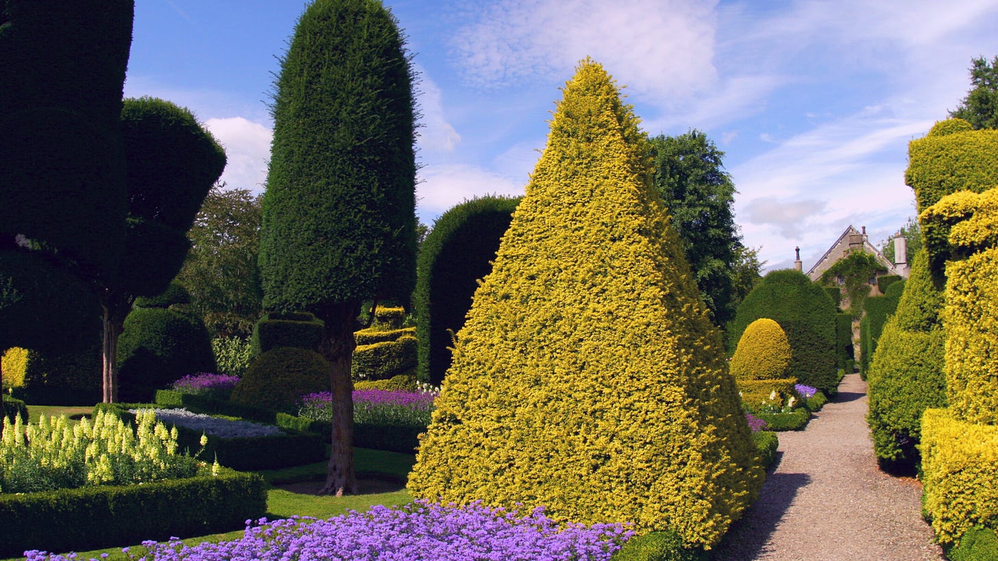 A photo of a topiary garden with a golden pyramidal topiary flanked by a carpet of purple flowers