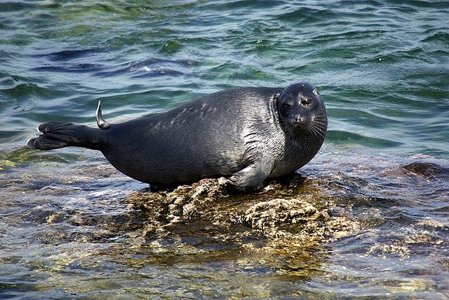 image of Baikal seal - Wikipedia