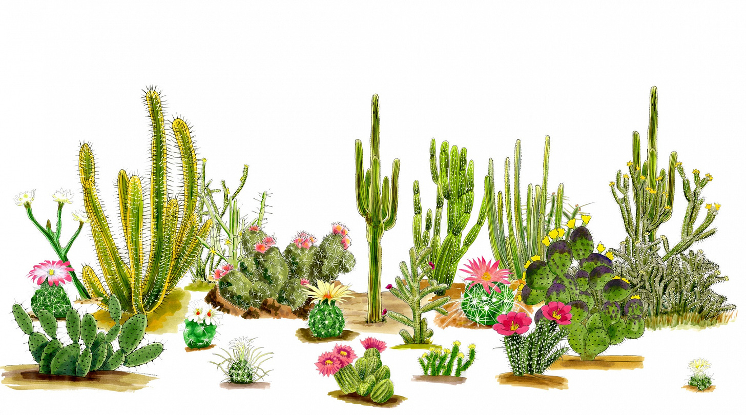 Cactus Species of the American Southwest (Complete Guide)
