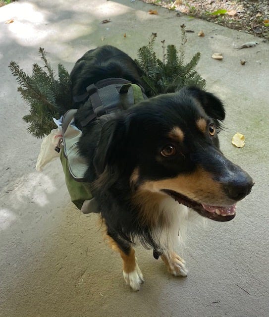 dog wearing backpack full of tree saplings