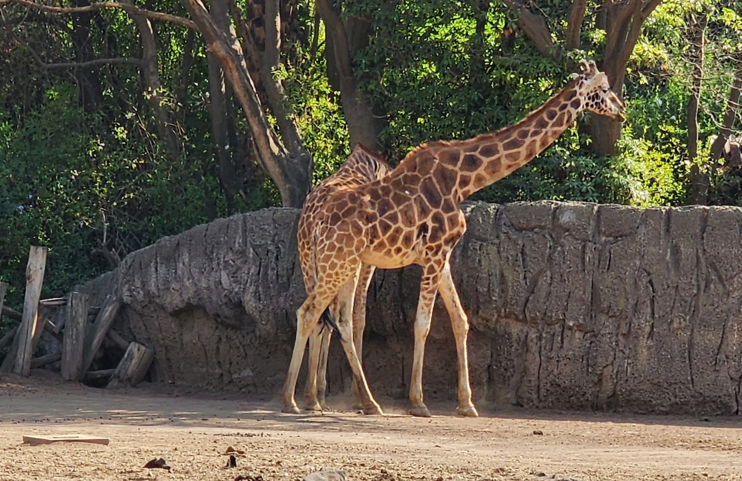 A giraffe at the Chapultepec Zoo.