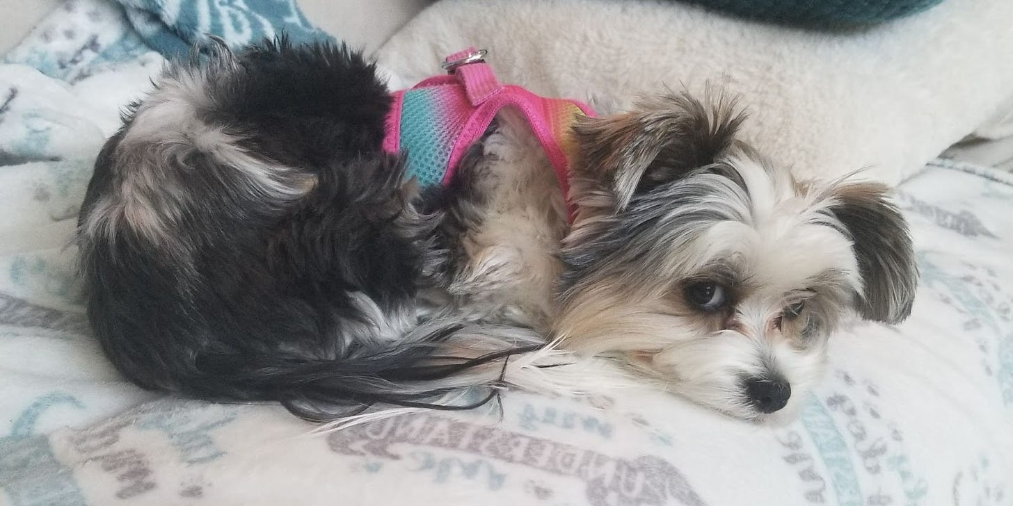 Dog lying on white blanket