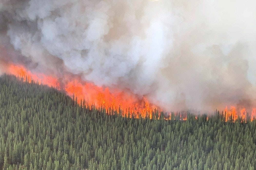 Global Wildfires Are Raging, Leaving Long-Lasting Damage - Citizen Truth