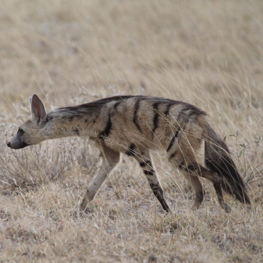 Stefan Haag Aardwolf (Proteles cristata septentrionalis) in Buffalo Springs National Park, Isiolo, Kenya.