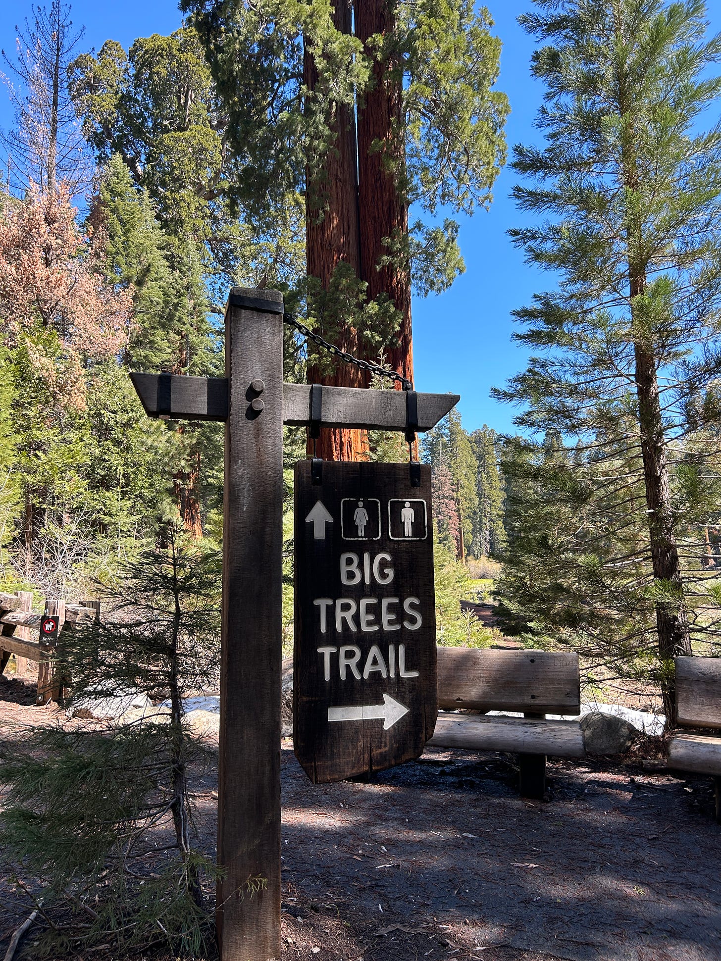 Visiting Sequoia National Park